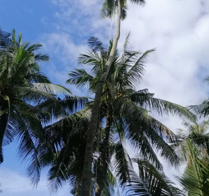 The Tallest Coconut Tree At Kampung Agong