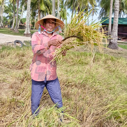 Paddy Farmer