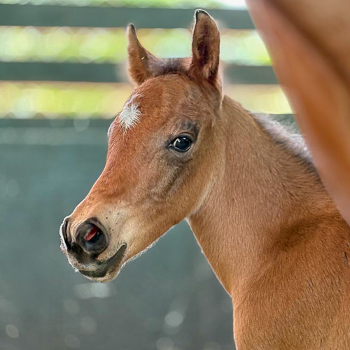 Kampung Agong Logo In Png