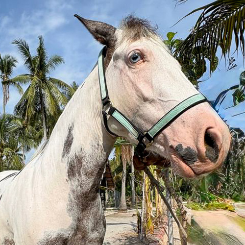 Kampung Agong Logo In Png