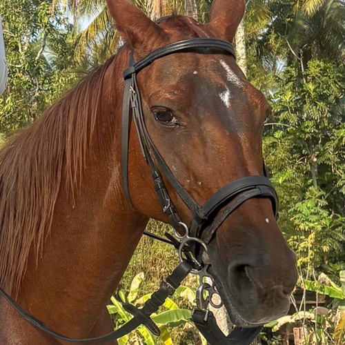 Kampung Agong Logo In Png