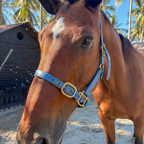 Kampung Agong Logo In Png