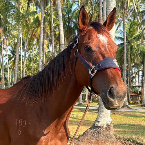 Kampung Agong Logo In Png