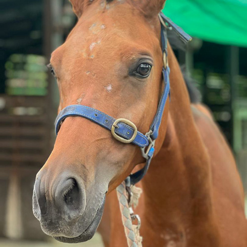Kampung Agong Logo In Png